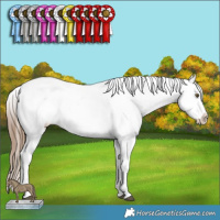 Horse Color:Liver Chestnut Pearl Sabino Appaloosa