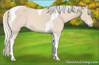 Horse Color:Cremello Tobiano 