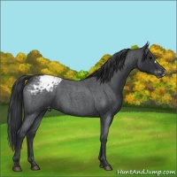 Horse Color:Blue Roan Appaloosa