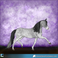 Horse Color:White Spotted Blue Roan 