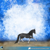 Horse Color:Black Sabino