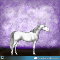 Horse Color:Blue Onyx Sabino Appaloosa Rabicano 