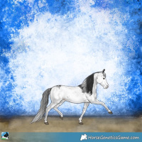 Horse Color:Black Sabino Rabicano 