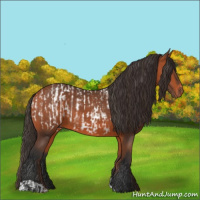 Horse Color:Bay Appaloosa  and Bay 