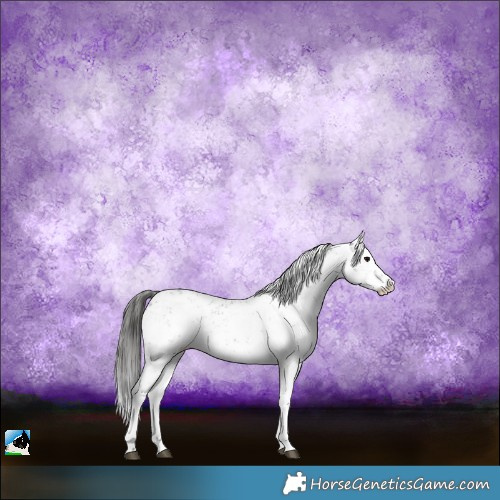 Horse Color:White Spotted Black Sabino Appaloosa