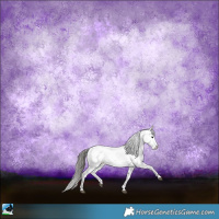 Horse Color:Black Sabino Appaloosa 