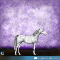 Horse Color:Black Sabino Appaloosa Rabicano 