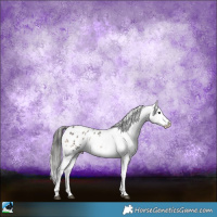 Horse Color:Blue Onyx Sabino Appaloosa Rabicano 