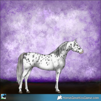 Horse Color:White Spotted Black Sabino Near Leopard 