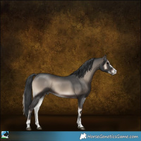 Horse Color:Blue Onyx Sabino Rabicano 