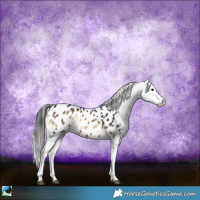 Horse Color:Brown Onyx Sabino Appaloosa 