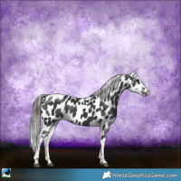 Horse Color:Black Sabino Appaloosa Rabicano 