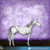 Horse Color:Black Sabino Appaloosa Rabicano 