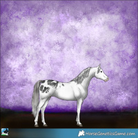 Horse Color:White Spotted Black Sabino Appaloosa Rabicano