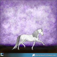 Horse Color:Black Sabino Appaloosa Rabicano