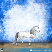 Horse Color:Black Sabino Rabicano 