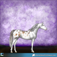 Horse Color:Brown Onyx Sabino Appaloosa Rabicano