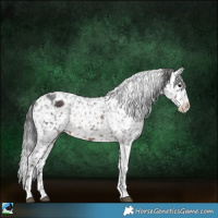 Horse Color:Brown Sabino Appaloosa