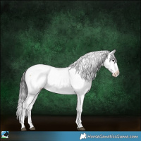 Horse Color:White Spotted Buckskin Onyx Sabino Appaloosa Rabicano 