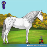 Horse Color:Blue Roan Sabino Splash Appaloosa  and Blue Roan Splash Appaloosa Rabicano