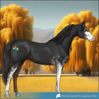 Horse Color:Liver Chestnut Sabino 