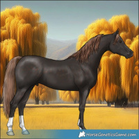 Horse Color:Liver Chestnut 