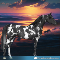 Horse Color:White Spotted Black Rabicano 