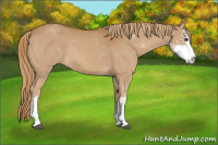 Horse Color:Chestnut Sabino 