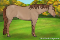 Horse Color:Red Dun 