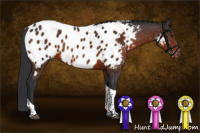 Horse Color:Brown Tobiano Near Leopard 
