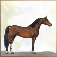 Horse Color:Bay Snowflake Varnish