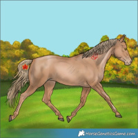 Horse Color:Chestnut Pearl 