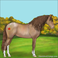 Horse Color:Brown Pearl Appaloosa 