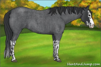 Horse Color:Blue Roan Sabino Splash and Blue Roan Sabino Splash
