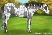 Horse Color:Blue Roan Sabino Splash  and Blue Roan Sabino Splash Near Leopard 