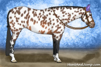 Horse Color:Bay Roan Appaloosa 