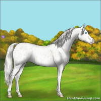Horse Color:Cremello Appaloosa