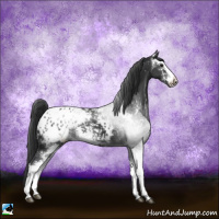 Horse Color:Black Sabino Appaloosa 
