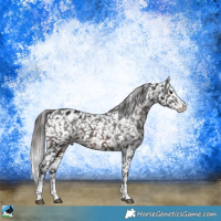 Horse Color:Brown Ice Sabino Appaloosa Rabicano 
