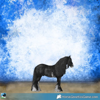 Horse Color:Black Ice Sabino Rabicano 