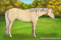 Horse Color:Gold Cream Champagne 