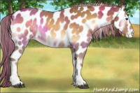 Horse Color:Palomino Onyx Appaloosa 