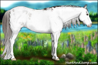 Horse Color:Liver Chestnut Sabino Leopard