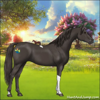 Horse Color:Smoky Black Tobiano 