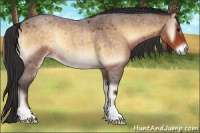 Horse Color:Buckskin Roan Onyx 