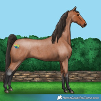 Horse Color:Bay Roan 
