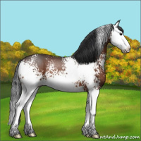 Horse Color:White Spotted Bay Splash 