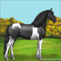 Horse Color:Black Tobiano 