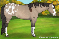 Horse Color:Bay Dun Splash Appaloosa 