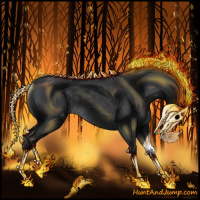 Horse Color:Black Appaloosa Rabicano 